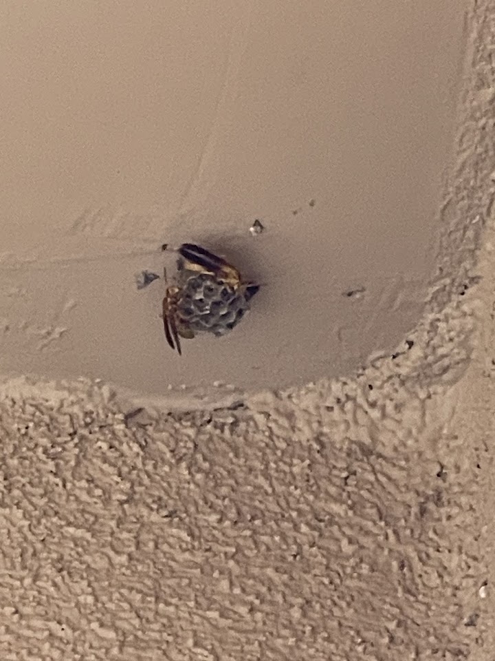 Oncore Pest Services project