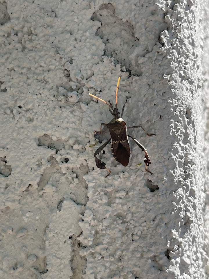 Oncore Pest Services project